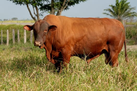 eunapolis, bahia / brazil - june 8, 2009: cattle ranching on the farm in the city of Eunapolis, in southern Bahia....