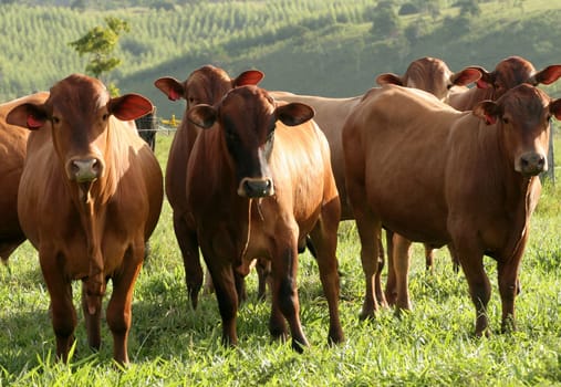 eunapolis, bahia / brazil - june 8, 2009: cattle ranching on the farm in the city of Eunapolis, in southern Bahia....