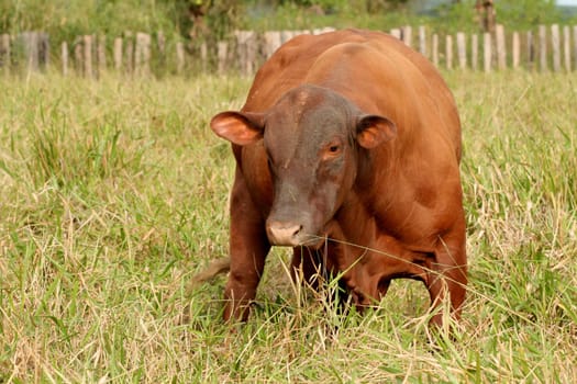 eunapolis, bahia / brazil - june 8, 2009: cattle ranching on the farm in the city of Eunapolis, in southern Bahia....