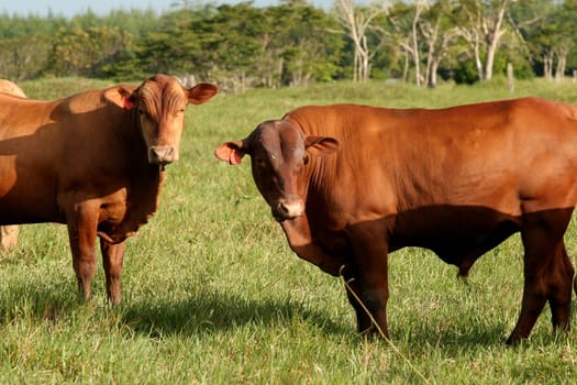 eunapolis, bahia / brazil - june 8, 2009: cattle ranching on the farm in the city of Eunapolis, in southern Bahia....