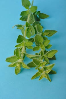 oregano on a blue background