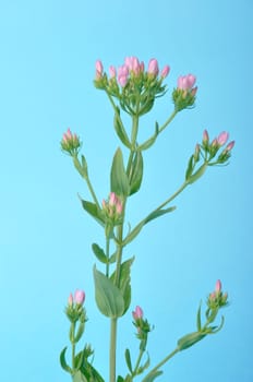 Centaury on a blue background