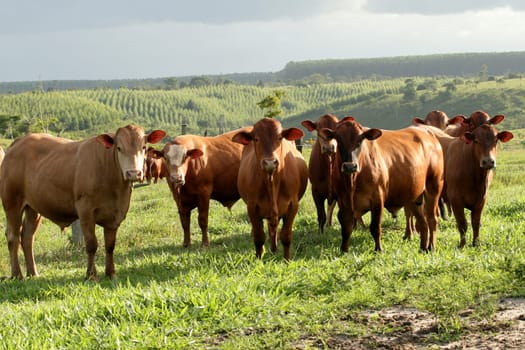 eunapolis, bahia / brazil - june 8, 2009: cattle ranching on the farm in the city of Eunapolis, in southern Bahia....