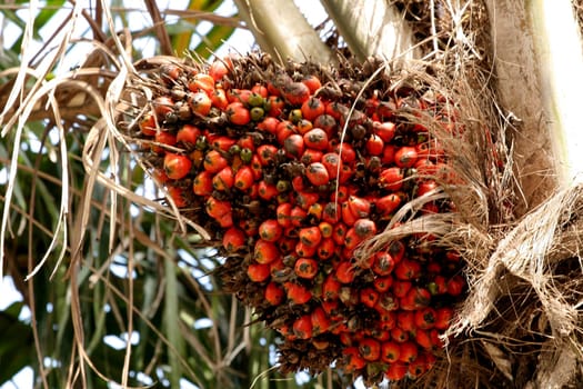 eunapolis, bahia / brazil - may 20, 2009: palm oil is seen in a plantation in the city of Eunapolis, in southern Bahia.