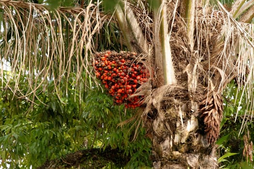 eunapolis, bahia / brazil - may 20, 2009: palm oil is seen in a plantation in the city of Eunapolis, in southern Bahia.