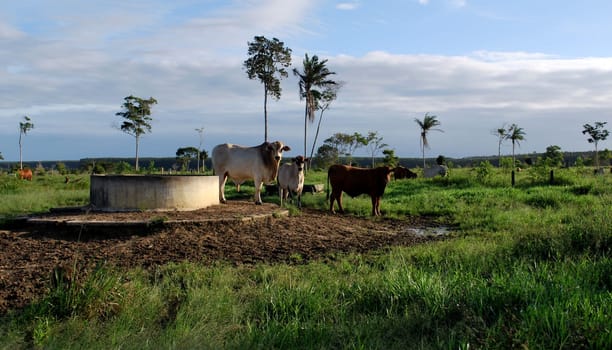 eunapolis, bahia / brazil - june 8, 2009: cattle ranching on the farm in the city of Eunapolis, in southern Bahia....