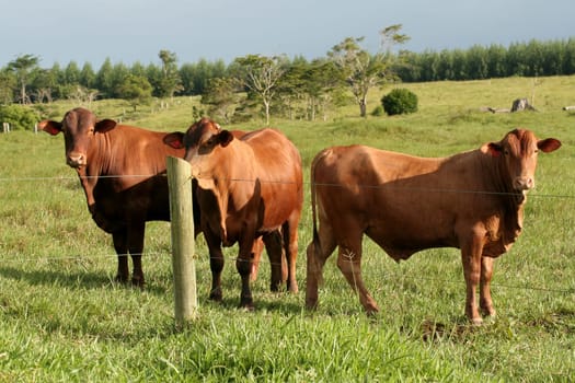 eunapolis, bahia / brazil - june 8, 2009: cattle ranching on the farm in the city of Eunapolis, in southern Bahia....