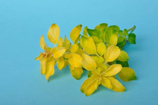 Golden oregano on blue background