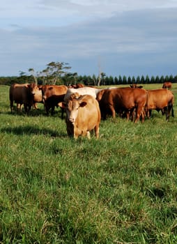 eunapolis, bahia / brazil - june 8, 2009: cattle ranching on the farm in the city of Eunapolis, in southern Bahia....