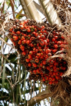 eunapolis, bahia / brazil - may 20, 2009: palm oil is seen in a plantation in the city of Eunapolis, in southern Bahia.