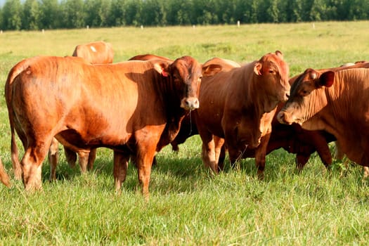 eunapolis, bahia / brazil - june 8, 2009: cattle ranching on the farm in the city of Eunapolis, in southern Bahia....