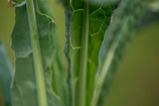Beautiful abstract image of kale leaves. Macro, green nature background shot in natural golden hour sunlight with defocused bokeh background and copy space.