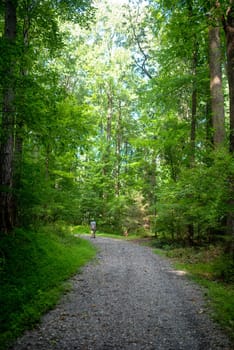 A solitary hiker with a tripod stands in the bend of a forest trail staring up at the sunlight filtering down. Full frame nature image with copy space.