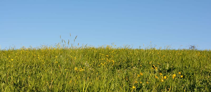 Flower meadow in spring, green meadow with yellow  blossoms