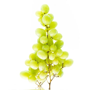 Fresh green grapes in water against white background. Health concept.