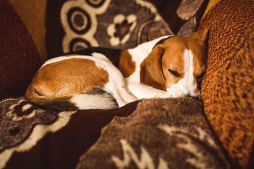 Sleeping beagle on the sofa in living room. Canine concept