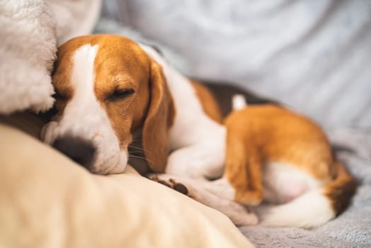 Sleeping beagle on the sofa in living room. Canine concept