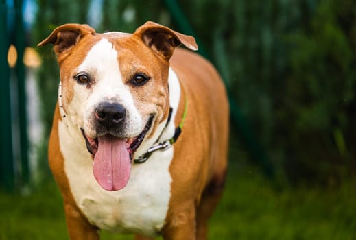 Staffordshire Amstaff dog recovered health after stroke. Dog health concept.