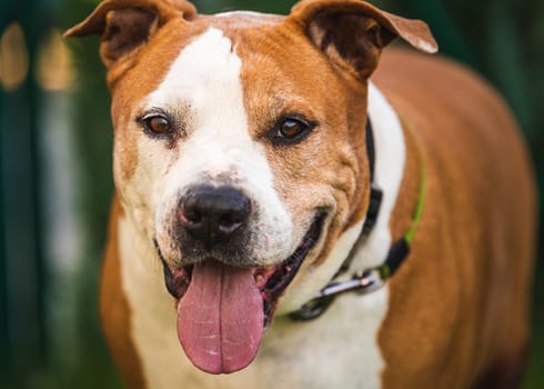 Staffordshire Amstaff dog recovered health after stroke. Dog health concept.