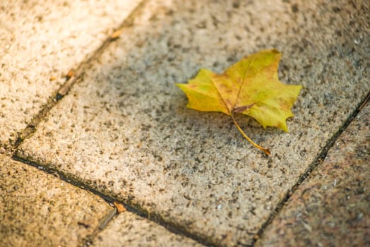 autumnal colored maple leaf on a stone slab