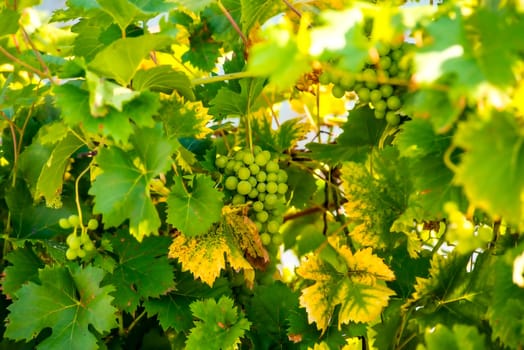 grapes at a grapevine in autumn