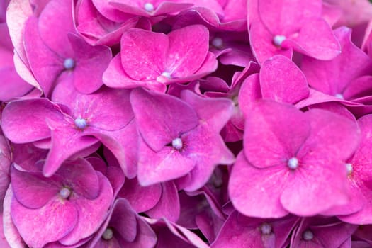 macro detail of Beautiful pink flower Hydrangea macrophylla in pot, arranged in late summer garden.