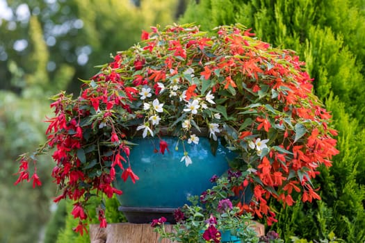 Vivid Flowers Begonia boliviensis, Waterfall of red blossom in summer garden