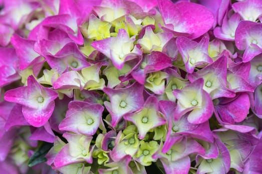 macro detail of Beautiful pink flower Hydrangea macrophylla in pot, arranged in late summer garden.
