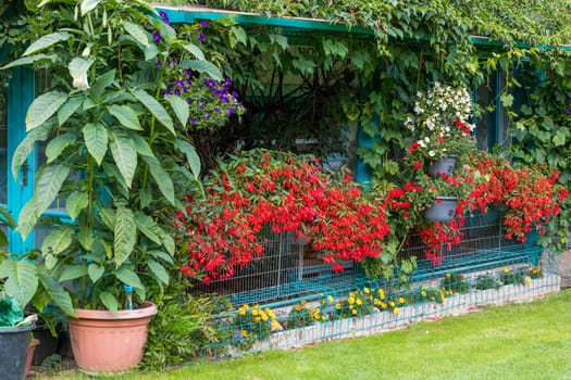 Vivid Flowers Begonia boliviensis, Waterfall of red blossom in summer garden