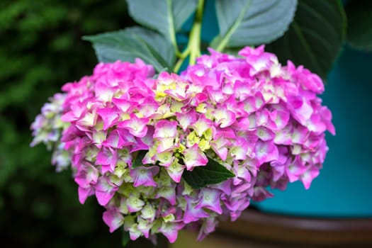Beautiful pink flower Hydrangea macrophylla in pot, arranged in late summer garden.