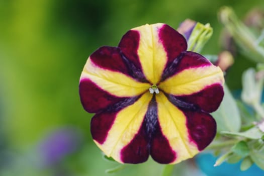 stripped flower Petunia violacea in late summer garden