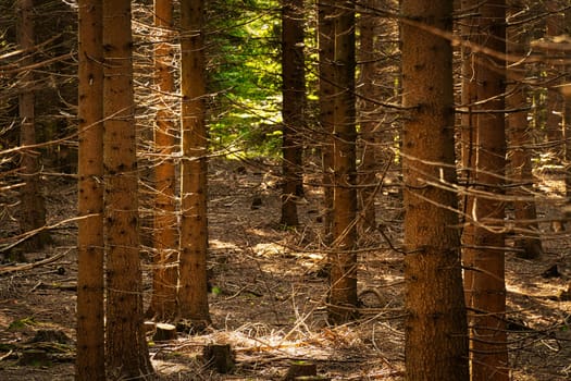 Coniferous forest, landscape with trees in autumn colors