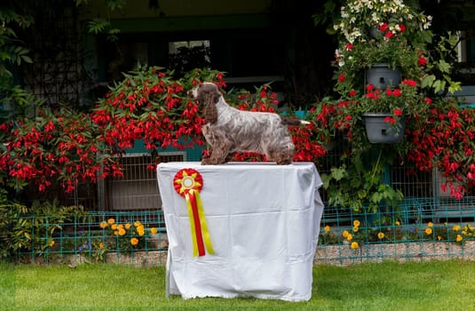 outdoor portrait of english cocker spaniel in exhibition pose, european champion with cups and medals on breeding station