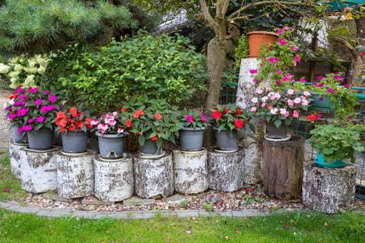 Red and pink New Guinea impatiens flower in pots on birch chunk in summer garden
