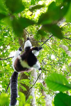 Black-and-white ruffed lemur (Varecia variegata subcincta) in natural rainforest habitat, Nosy Mangabe forest reserve. Madagascar wildlife and wilderness