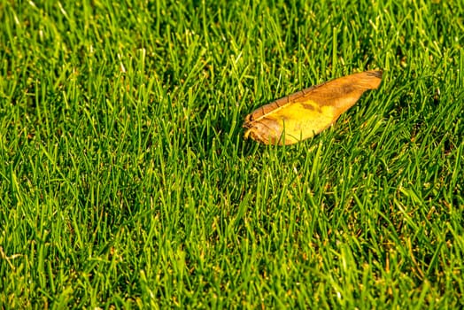 autumnal colored leaf in a green meadow
