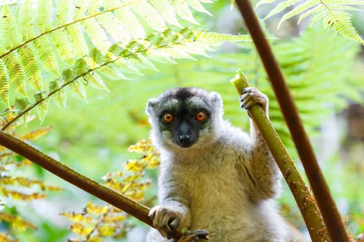 Common brown lemur (Eulemur fulvus) in top of the tree, in natural habitat, Andasibe - Analamazaotra National Park, Madagascar wildlife