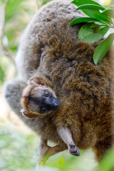 Common brown lemur (Eulemur fulvus) in natural habitat, Female with baby on back. Andasibe - Analamazaotra National Park, Madagascar wildlife