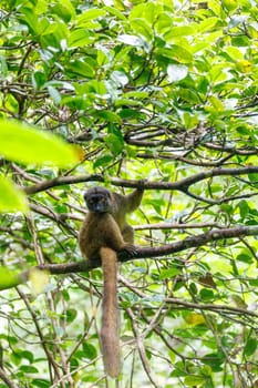 female of white-headed lemur (Eulemur albifrons) on branch in Madagascar rainforest. Masoala forest reserve. Madagascar wildlife and wilderness