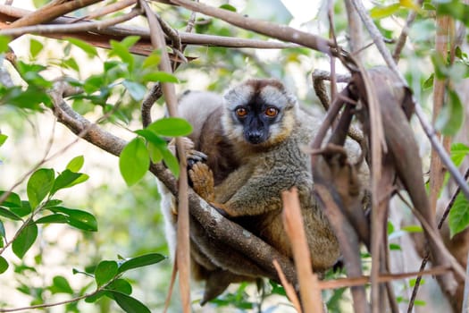 Common brown lemur (Eulemur fulvus) in top of the tree, in natural habitat, Andasibe - Analamazaotra National Park, Madagascar wildlife