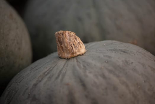 Fresh in from the field on an organic vegetable farm, green pumpkins are ready for market. Full frame closeup of texture and stem. Selective focus, shot in natural light with copy space