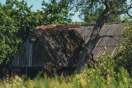 An old wooden house with a partially collapsed roof stands hidden among tall grass and trees. The abandoned rural building is covered in moss and surrounded by lush summer greenery
