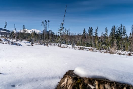 Tree trunk and snow powder in front of the forest, with snow capped Tatra Mountains range in winter background, Bukowina Tatrzanska, Poland