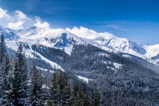 Beautiful pine forest with winter coating in the valley. Snow capped mountain peaks of Tatra Mountains, Bukowina Tatrzanska, Poland
