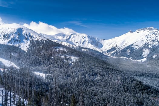 Beautiful pine forest with winter coating in the valley. Snow capped mountain peaks of Tatra Mountains, Bukowina Tatrzanska, Poland