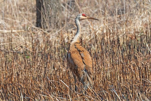 Sandhill Crane Feeding in a Wetland Marsh in Deer Gorve Preserve in Illinois