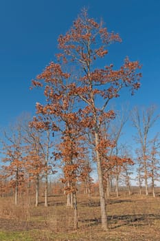 Oak Tree Grove in the Early Spring in Deer Grove Preserve in Illinois