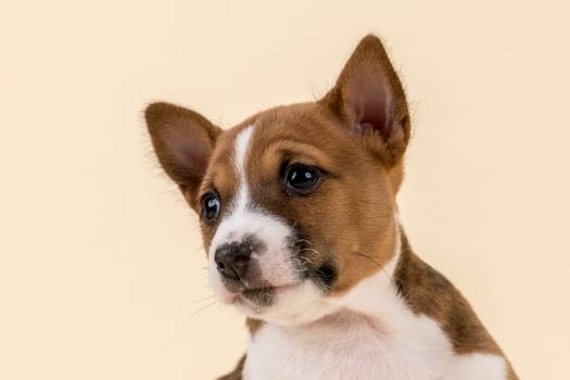 Basenji or Congo Terrier (Canis lupus familiaris),cub,6 weeks,red/white,animal portrait,from the front,studio shot with sand-colored background