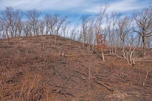 Charred Remains after a Ground Fire in Indiana Dunes National Park in Indiana