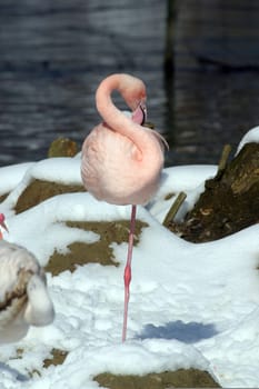 Pink Flamingo
